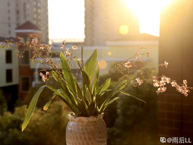 春节有哪些花，春节有哪些花？