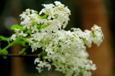 丁香花的花语和传说是什么，丁香花的花语和传说是什么？