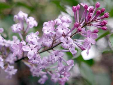 丁香花的花语和传说是什么，丁香花的花语和传说是什么？