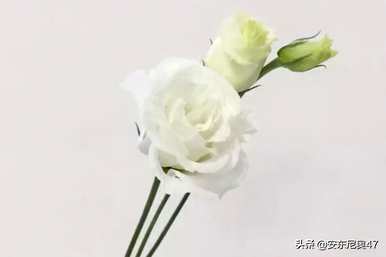 每种颜色的花语是什么，各种颜色的花语是什么？