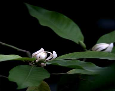 白兰花的寓意和花语是什么，白兰花的寓意是什么？