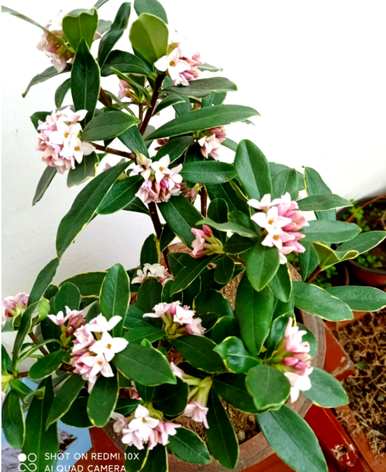 瑞香花怎么养？瑞香花怎么养？