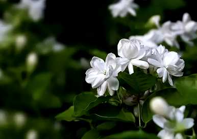 茉莉花什么时候合适，茉莉花什么季节开花？