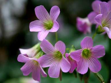 花期多长，花期多长，花期多长？