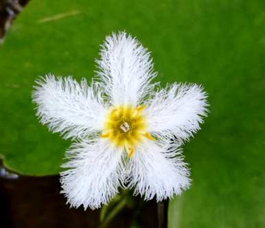 能泡在水里的花有哪些适合泡在水里的花？