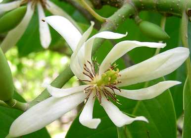 如何种植白兰花、养殖方法及注意事项