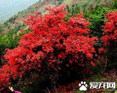 杜鹃花的花期是几月，杜鹃花的花期是几月