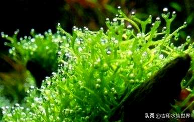 鱼缸水草有哪些种类，水草有哪些种类？