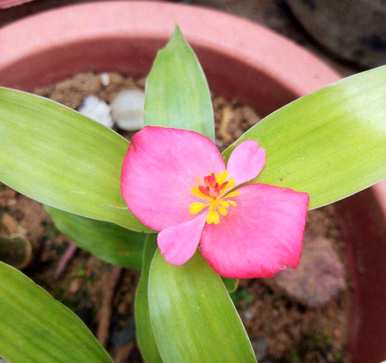 富贵竹盆栽节节节高，如何养富贵竹盆栽