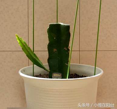 如何种植盆栽火龙果，如何种植火龙果盆栽架？