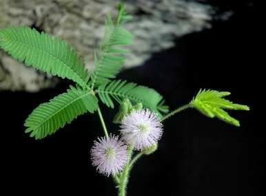 如何浇水含羞草，如何浇水草莓