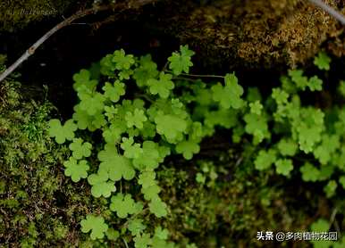 高山虎耳草怎么养才能爆盆？即将爆盆的虎耳草