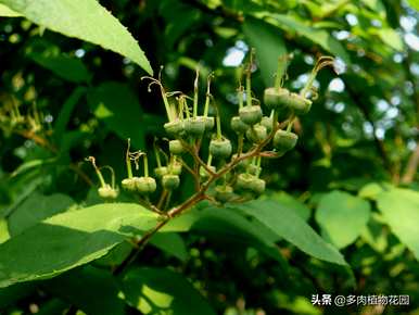 高山虎耳草怎么养才能爆盆？即将爆盆的虎耳草