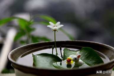 什么是水生植物能改善最强的水质？鱼塘净化水质最强的水生植物