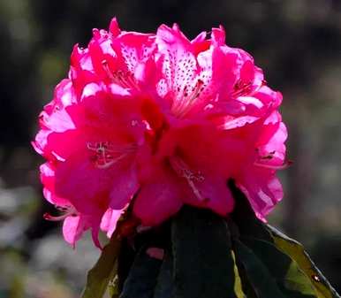 杜鹃舞介绍杜鹃花，杜鹃花品种