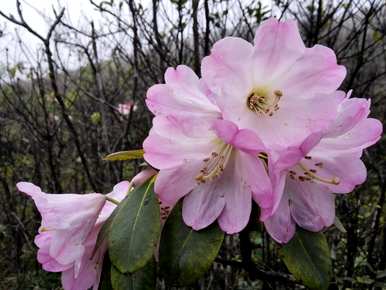 杜鹃舞介绍杜鹃花，杜鹃花品种