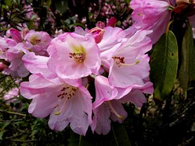 杜鹃舞介绍杜鹃花，杜鹃花品种