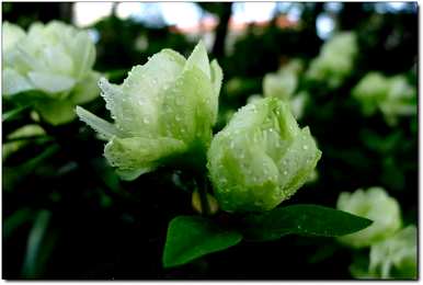 杜鹃舞介绍杜鹃花，杜鹃花品种