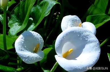 茉莉花和海芋花的花语，紫海芋花语图片大全