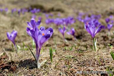 江南番红花花语，江南番红花花语