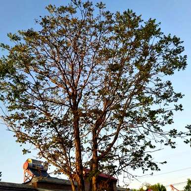 庭院大门的植物，庭院大门两边种什么植物？