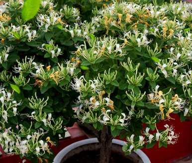 老桩金银花种植基地，金银花桩种植方法