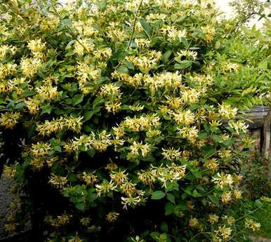 老桩金银花种植基地，金银花桩种植方法