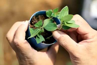 老桩金银花种植基地，金银花桩种植方法