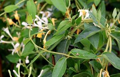 老桩金银花种植基地，金银花桩种植方法