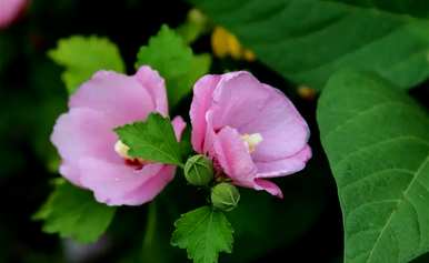 芙蓉花语是什么？用芙蓉花语命名