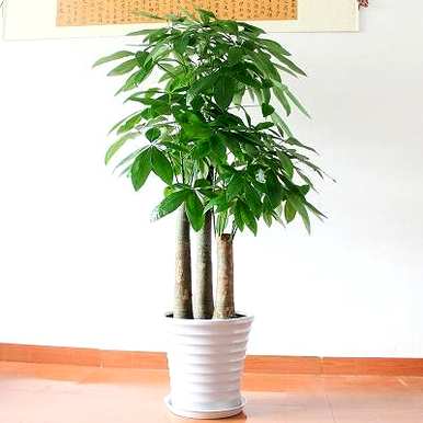 如何种植老树杆发财树？如何种植光杆发财树？