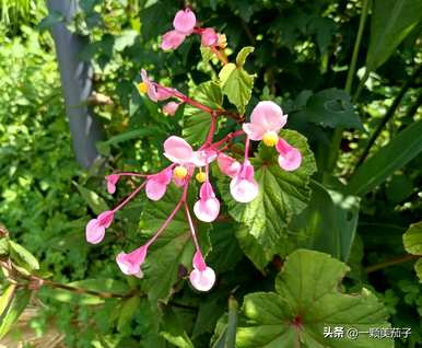 莫里斯秋海棠和粉点秋海棠，莫里斯秋海棠花语