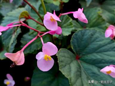 莫里斯秋海棠和粉点秋海棠，莫里斯秋海棠花语