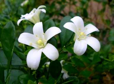 九里香何时开花，九里香何时开花结果