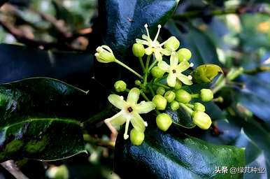 桂花种子什么时候播种，桂花种子什么时候播种