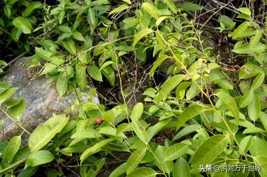 单子叶植物和双子叶植物的区别，单子叶植物和双子叶植物的区别