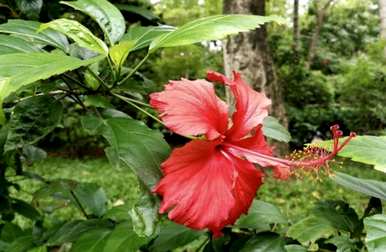 芙蓉花的养殖方法开花多久，芙蓉花什么时候开花