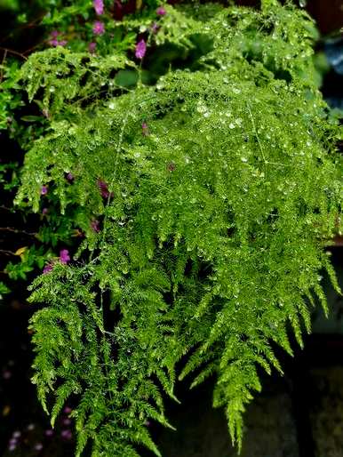 象征友谊的花有哪些花，代表友谊的花有哪些名字？