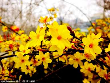 迎春花长什么样，迎春花开什么样