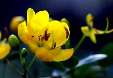 黄花槐什么时候开花，黄花槐开花有蜜吗？