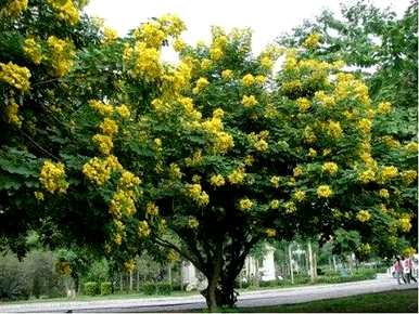 黄花槐什么时候开花，黄花槐开花有蜜吗？