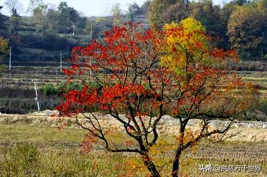 乌鳅树有什么用？乌鳅树的功效和用途可以治愈什么疾病？