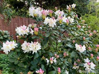 花中西施指的是什么花，花中西施的花是什么？