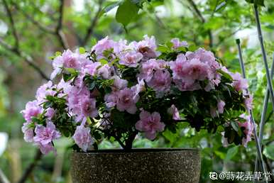 花中西施指的是什么花，花中西施的花是什么？