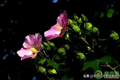 芙蓉花开花过程图，芙蓉花几个月开花