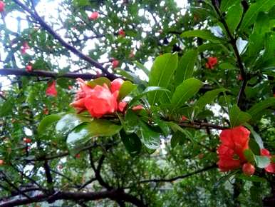 石榴花什么季节开花，石榴花什么季节开花？