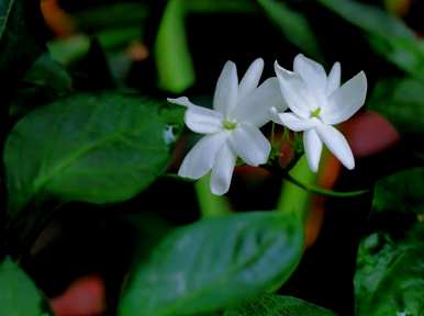 法国香水茉莉花养殖方法，茉莉花养殖方法是什么？