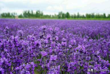 什么是世界悲伤的花语？花语是忧郁悲伤的花语