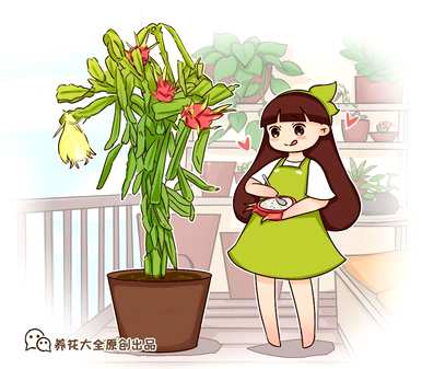 火龙果种植扦插法和火龙果种植法有哪些？