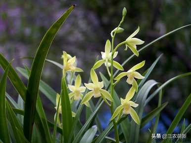 哪一种兰花开花最香，最香的兰花品种排名？